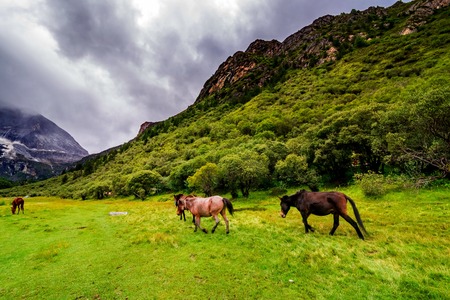 horse eating grass on Chongu pasture in Yading national level reserveの写真素材