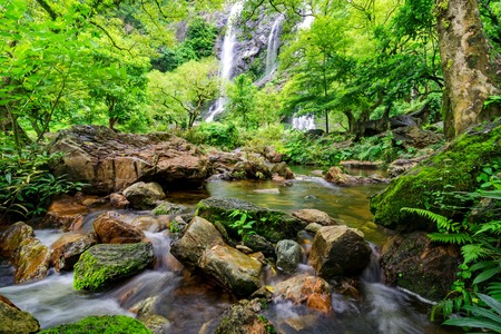 Stream in tropical jungle
