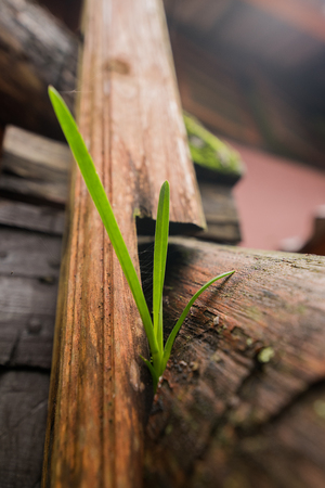 Small plant growing on floor old wood plank backgroundの写真素材
