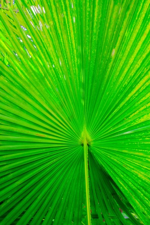 Texture of Green palm Leafの写真素材