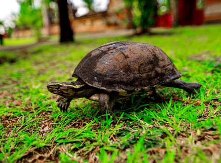turtle on the grassの写真素材