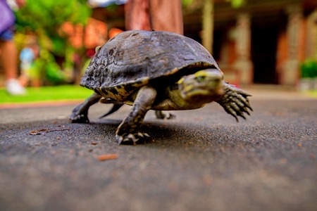 Turtle walking on the wayの写真素材