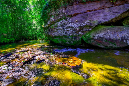 beautiful tropical rainforest and stream in deep forest, Phu Kradueng National Park, Thailand