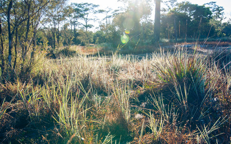 field of grass during sunset