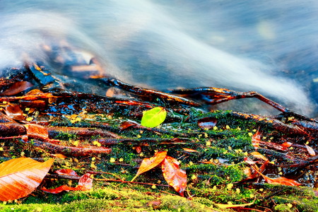 fall colored leaf resting on a moss covered rock with water flowing around itの写真素材