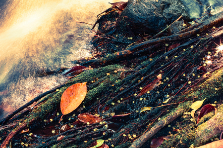 fall colored leaf resting on a moss covered rock with water flowing around itの写真素材