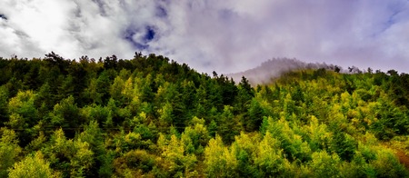 pine forest with mist