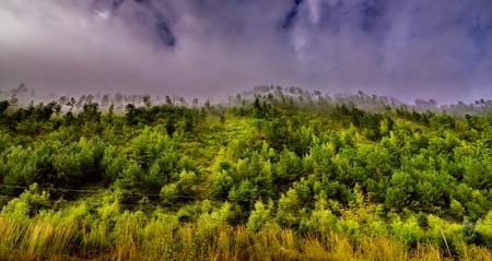 pine forest with mist