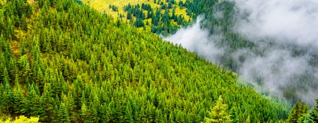 fir trees on a meadow down the will to coniferous forest in foggy mountains of Chinaの写真素材
