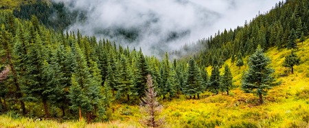 fir trees on a meadow down the will to coniferous forest in foggy mountains of Chinaの写真素材