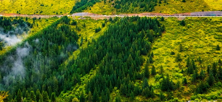 fir trees on a meadow down the will to coniferous forest in foggy mountains of Chinaの写真素材