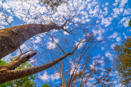 trees with blue sky