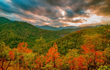 Aerial view of autumn forestの写真素材