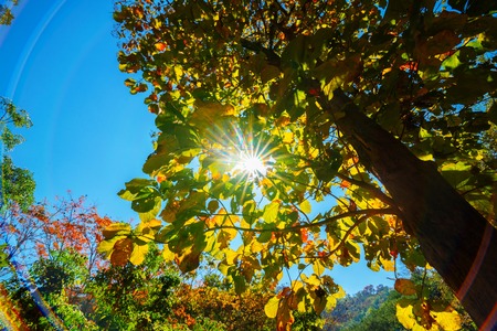 treetops in the autumn forest.の写真素材