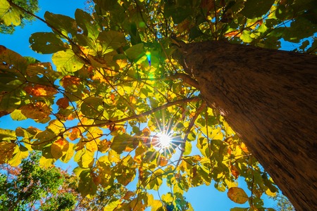 treetops in the autumn forest.