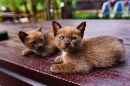 cute cat, Kitty catの写真素材