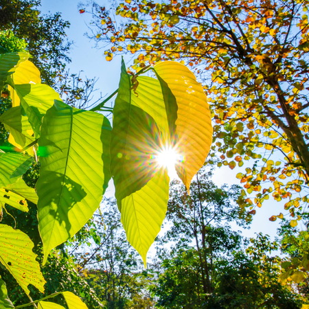 forest trees leaf. nature green wood sunlight backgrounds. spring, summerの写真素材