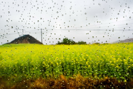 rapeseed flower field with dew drop on glassの写真素材