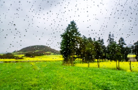 rapeseed flower field with dew drop on glass