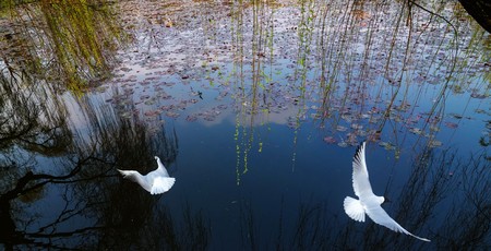 seagull flying over lakeの写真素材