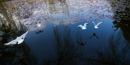 seagull flying over lakeの写真素材