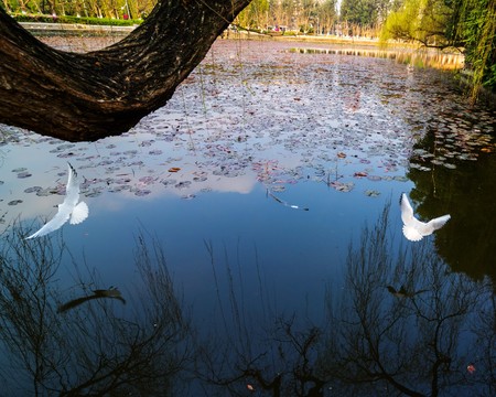 seagull flying over lakeの写真素材
