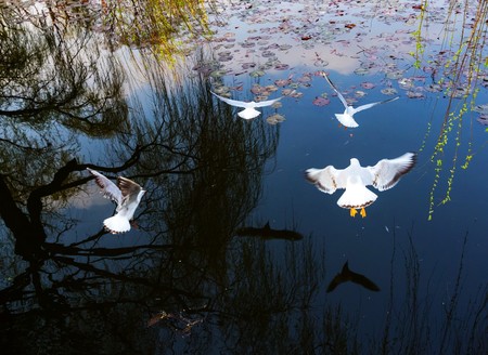 seagull flying over lakeの写真素材