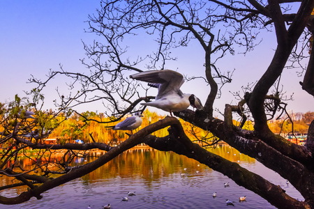 seagull on treeの写真素材