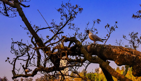 seagull on treeの写真素材
