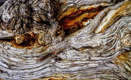 Tree bark close upの写真素材