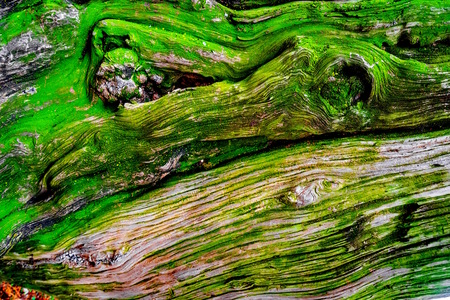 Tree bark close upの写真素材