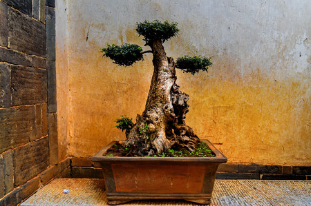 Bonsai treeの写真素材