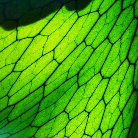 Close Up of Staghorn Fern Leaf Textureの写真素材