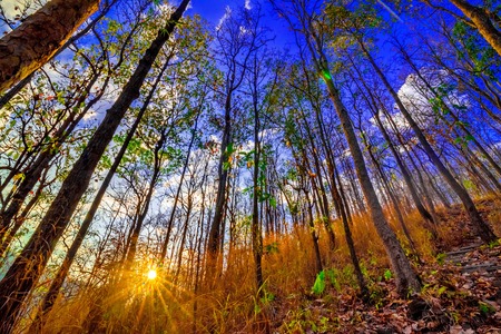 Declduous Dipterocarp Forest with sunbeam