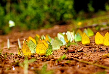 Group of butterflyの写真素材