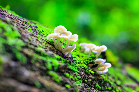toadstool mushrooms in a forest in autumn(in soft selective focus)の写真素材