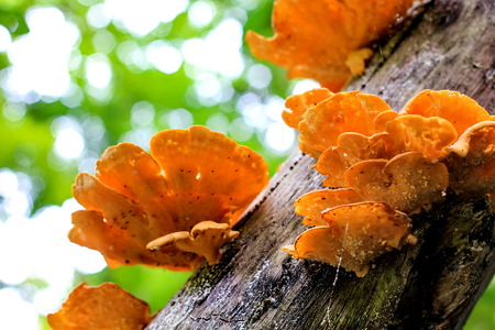 toadstool mushrooms in a forest in autumn(in soft selective focus)の写真素材