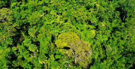 Beautiful vibrant background consisting of trees of the rain forest.の写真素材