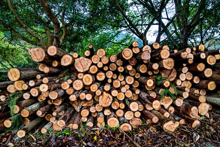 Pine Logs Background