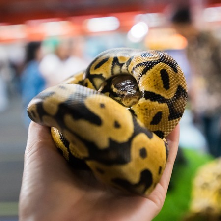 Hand holding a convoluted yellow pythonの写真素材