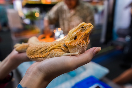 Hand holding a Bearded dragon lizardの写真素材