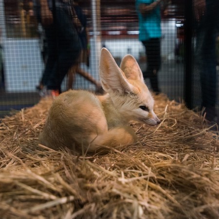 Fennec fox, Desert foxの写真素材