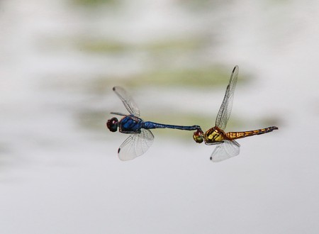 dragonflies in tandem