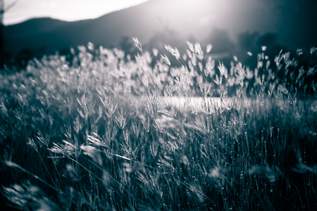 Beautiful nature landscape Alpine meadow, Grass closeup with sunbeamsの写真素材