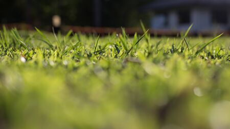 Summer grass background - closeup of fresh bright green grass on the lawn lit by shining sunbeams. Grass landscape, lowest point of shootingの写真素材