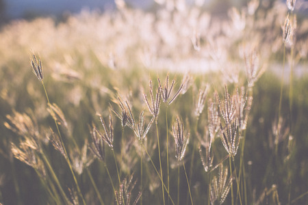 Beautiful nature landscape Alpine meadow, Grass closeup with sunbeams