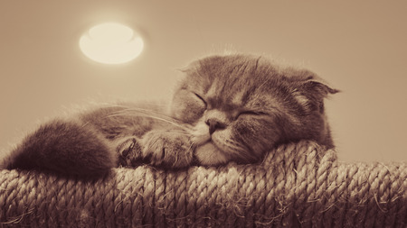 Beautiful gray and white cat sleepingの写真素材