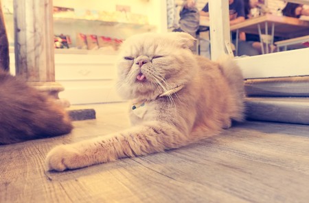 Beautiful short hair catの写真素材