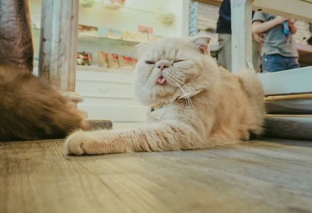 Beautiful short hair catの写真素材