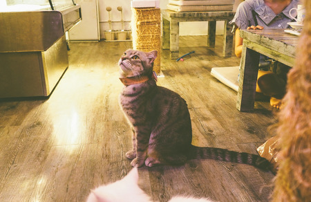 Beautiful short hair cat